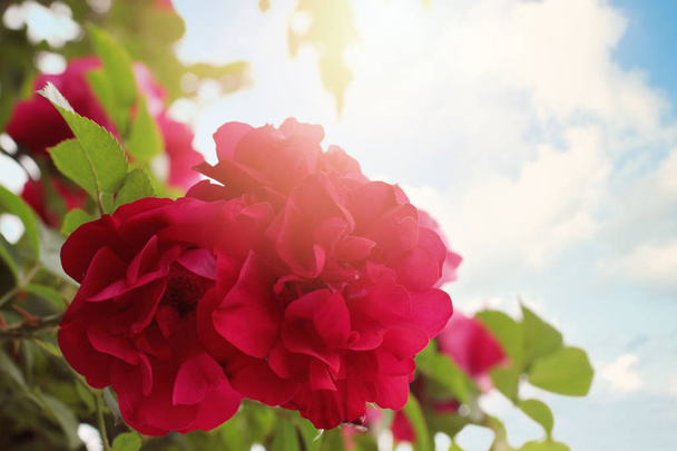 Κόκκινο τριαντάφυλλο στο μπλε φόντο του ουρανού. Κλείσιμο κόκκινου τριαντάφυλλου με φύλλα - Φωτογραφία, εικόνα
