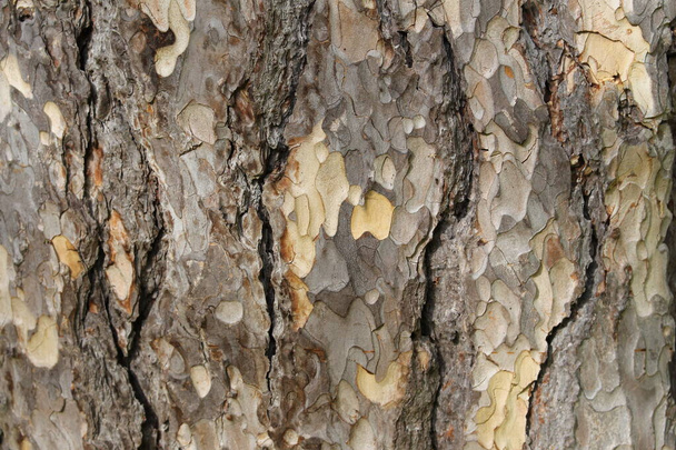 滑らかな抽象的な木の樹皮の質感 - 写真・画像