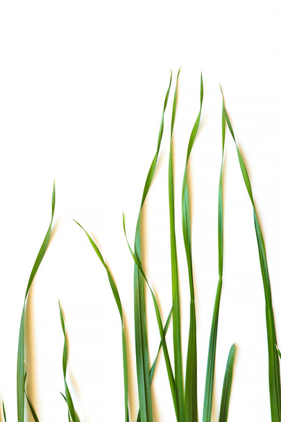 Vertical top view of Avena sativa leaves. Young green oat grass on white background - Photo, Image