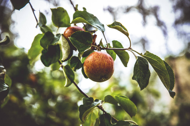 Apple tree with apples - Фото, изображение