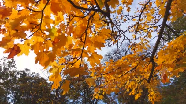 Nature Video, październikowy scenariusz z kolorowymi liśćmi na wietrze. kołyszące się gałęzie, ujęcie wykonane statywem - Materiał filmowy, wideo