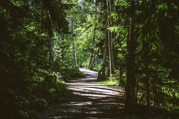 森の中の小さな散歩道を持つ木 - 写真・画像