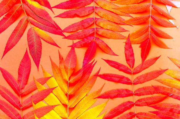 Sfondo tropicale di foglie colorate. Autunno in vena. Vista dall'alto, c
 - Foto, immagini