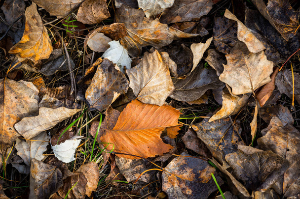 сухий Осіннє листя залишається
 - Фото, зображення