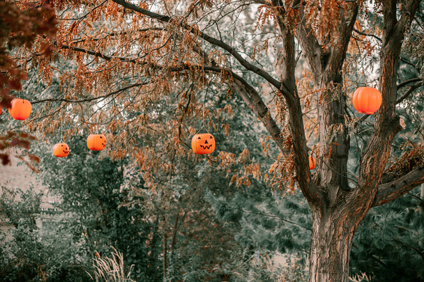 怖い不気味なハロウィーンの家の装飾。ハロウィンシーズンだ10月31日は不気味な日。子供の休日をトリックまたは治療します。怖い魔女幽霊クモピエロカボチャスケルトン装飾近くの草の上の棺 - 写真・画像