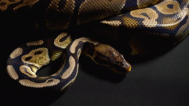 Images de python royal en fond noir
 - Séquence, vidéo