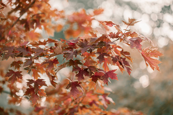 Kultainen syyskausi lokakuussa. Kaatuneita puita. Tammi puu punainen, oranssi ja keltainen lehti. Aurinkoinen syyspäivä lokakuussa. Halloween kausi. Denver kaduilla syksyllä
. - Valokuva, kuva