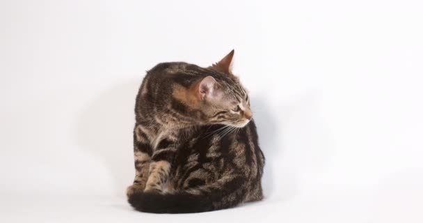 cute domestic cat against light background - Footage, Video