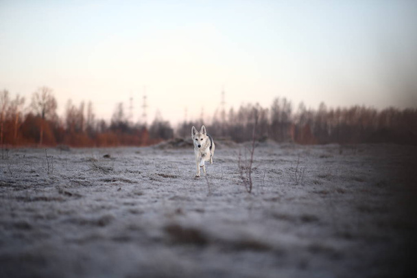Charismatic dog at walk in winter at dawn - Photo, Image