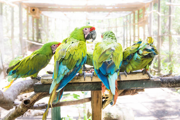 Hora de alimentarse de loros guacamayos verdes en un palo en Macaw Mountain Bird Park, Copan Ruinas, Honduras
 - Foto, Imagen
