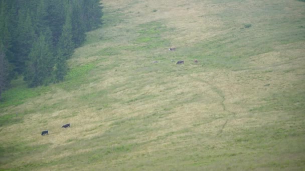 Grazing cows in the meadow. Cows graze in the mountains. Agriculture and Livestock in the Highlands - Záběry, video