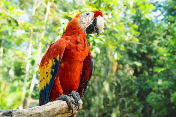 緑の日当たりの良いジャングルの背景を持つ赤いマコーまたは緋色のマコーエリアマカオ - 写真・画像