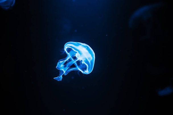 Bright sea jellyfish on a black background, underwater life. Close up. - Foto, afbeelding