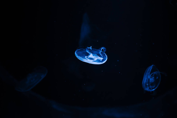 Muutama sininen meduusa pimeässä, valaistu neonvalolla. Meren akvaarion käsite. Tekstitila
. - Valokuva, kuva