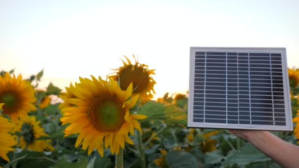 Energieerzeugungstechnologie, Solarbatterie im Arm neben Feld in Zeitlupe, Hand hält Solarmodul auf blauem Himmel - Filmmaterial, Video
