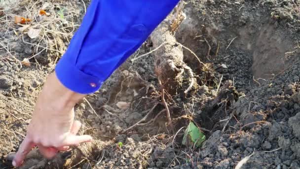Az öregek kezei kézzel ültetnek egy fiatal fát a szárazföldön. Fehér műanyag tartályból öntözve. - Felvétel, videó