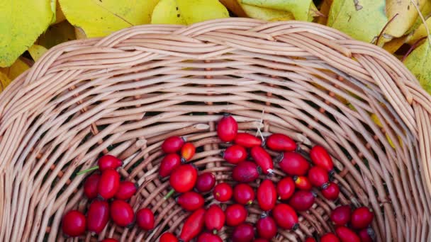 Freshly harvested rose hips in a wooden knit basket surrounded by yellow autumn leaves. - Footage, Video