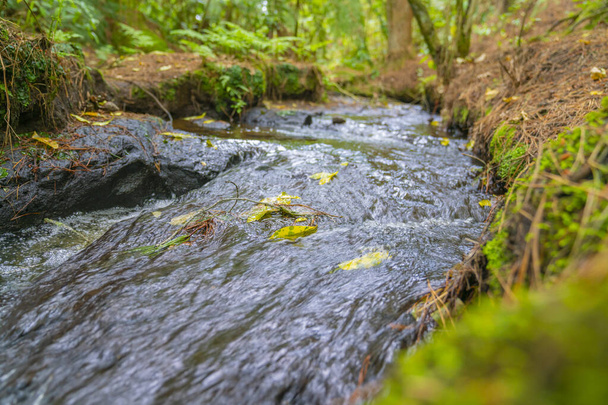 kleiner fließender Bach durch Neuseelands Busch. - Foto, Bild