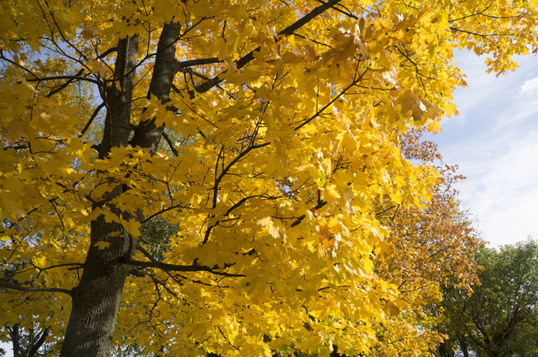 arka plan sarı akçaağaç yaprağı - Fotoğraf, Görsel