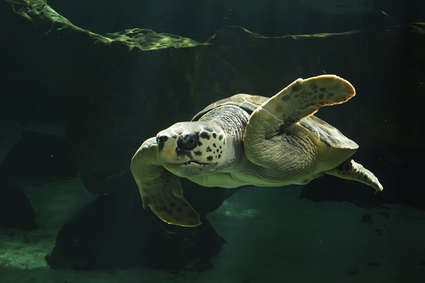 美しい海亀の水泳 - 写真・画像