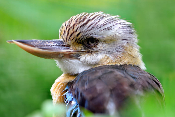 Australian Kookaburra - Dacelo novaeguineae. Largest kingfisher bird. - Photo, Image