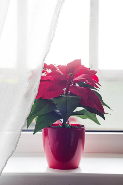 Boże Narodzenie kwiat poinsettia w salonie, na tle okna światła. Naturalne stonowane zdjęcie - Zdjęcie, obraz