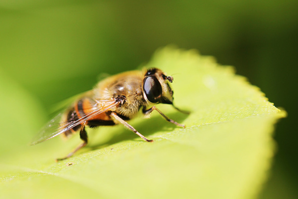 Gadfly hmyz sedící na zelený list - Fotografie, Obrázek