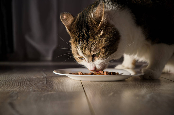 Le chat mange de la nourriture. La nourriture est dans une assiette blanche
. - Photo, image