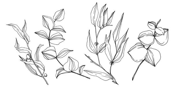Vector hojas de eucalipto. Tinta grabada en blanco y negro. Elemento de ilustración de eucalipto aislado
. - Vector, imagen