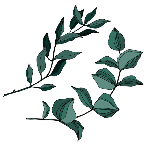 ベクトルユーカリの木の葉。黒と白の刻まインクアート。単離されたユーカリイラスト要素. - ベクター画像