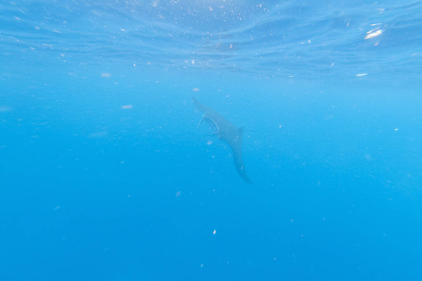 Rayo de Manta en el agua azul del océano
 - Foto, Imagen