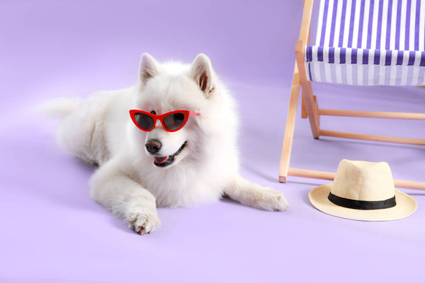 Cute Samoyed dog in sunglasses near sun lounger against color background - Photo, Image