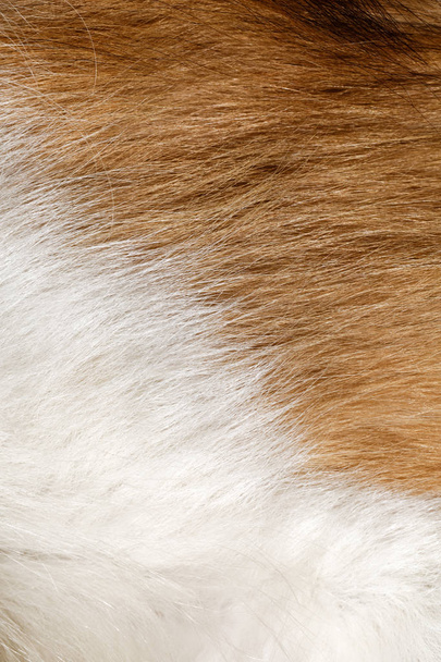 kolie pes kožešina zvířecí vlasy pozadí close up - Fotografie, Obrázek