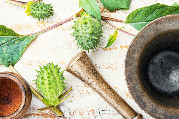 Datura in herbal medicine - Fotoğraf, Görsel
