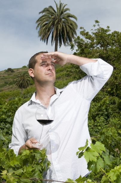 Agrarian man in a vineyard - Foto, Imagem