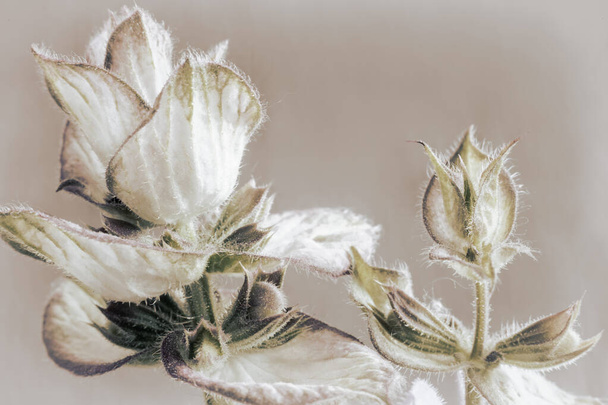 Sage - a medicinal plant with antiseptic action - Photo, Image