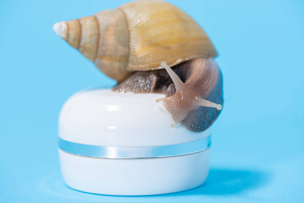 Beautiful brown Achatina snail on a white jar of cream on a blue - Foto, afbeelding
