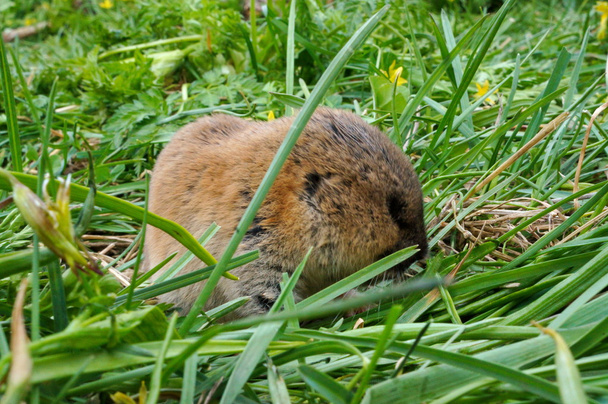 Petit animal amusant et brun - musaraigne dans une herbe verte
. - Photo, image