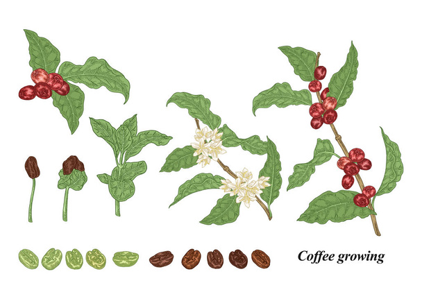 Set di piante da caffè. Chicchi di caffè fatti a mano, germoglio, ramo con fiori e bacche di caffè mature. Illustrazione vettoriale. Stile di incisione colorato
. - Vettoriali, immagini