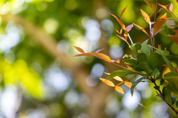 Nahaufnahme grüner Blätter unter Sonnenlicht im Garten. Natürlicher Backgr - Foto, Bild