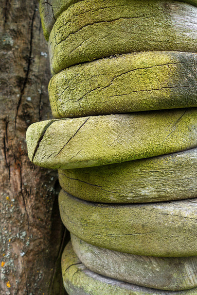 gestapelte Holzscheiben mit grünem Wachstum in Nahaufnahme - Foto, Bild