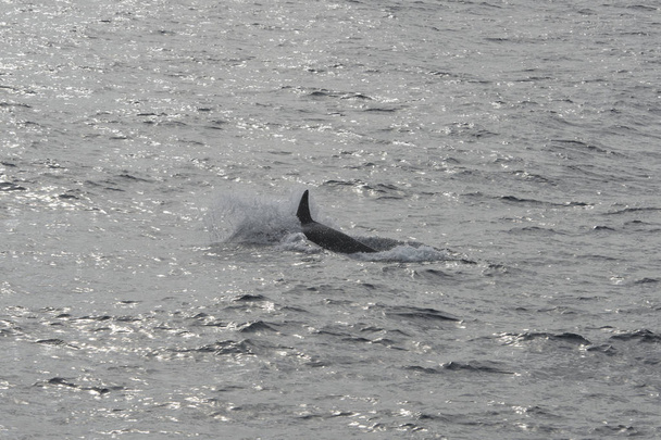 killer whale surfacing at Andenes, Norway - Photo, Image