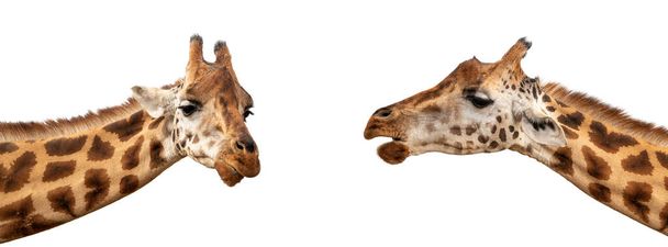 Kaksi Rothschilds kirahveja, Giraffa camelopardalis rothschildi, lähikuva kasvojen ja kaulan eristetty valkoisella pohjalla. Suosittu sosiaalisen median banneri mittasuhteet
.   - Valokuva, kuva