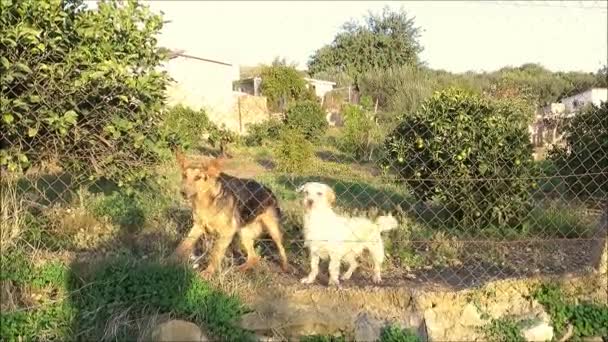 Három kutya drótkerítés mögött kerti ugatás fotós andalúz vidéken, Spanyolország - Felvétel, videó
