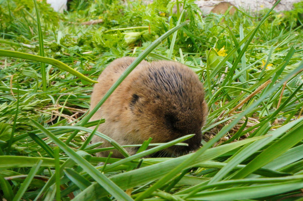 Shrew - pequeno animal divertido, marrom em uma grama verde
. - Foto, Imagem