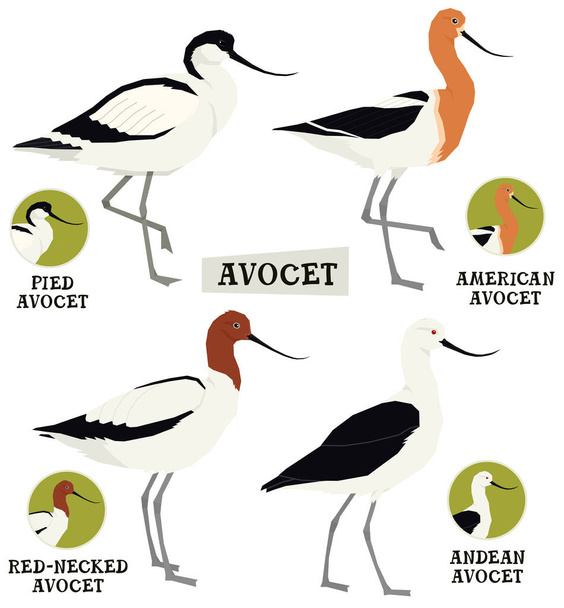 Madarak gyűjtemény Avocet madarak Vektor illusztráció Elszigetelt objektum - Vektor, kép