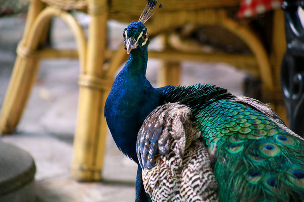 Retrato de hermoso y curioso pavo real macho azul y verde. Vista de cerca del pavo real africano pájaro de colores brillantes. pavos reales para ser una de las aves más hermosas y sorprendentes del paraíso en la Tierra
. - Foto, Imagen