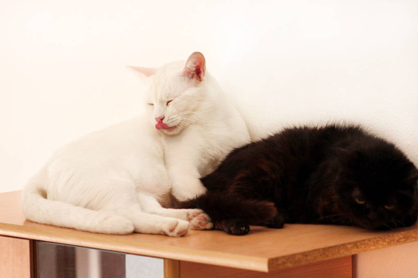 Zwart-witte katten rusten en slapen in de woonkamer van het appartement. Twee lieve teefjes genieten thuis op houten kastje in comfortabel meubilair, slapen en voelen zich 's morgens gelukkig. Huisdierconcept. - Foto, afbeelding