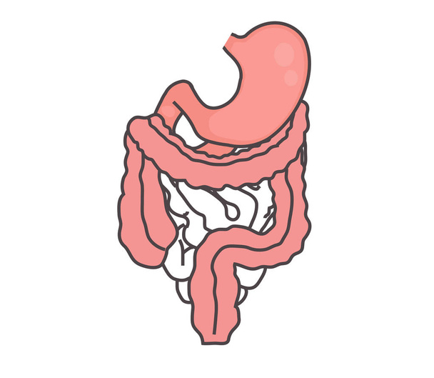 Sistema digestivo humano sobre un fondo blanco. Ilustración vectorial
. - Vector, imagen