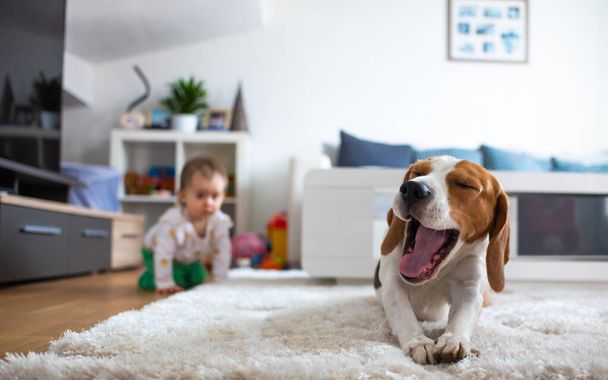 Αξιολάτρευτο σκυλί beagle στο χαλί χασμουρητό. Μωρό στα τέσσερα στο βάθος. - Φωτογραφία, εικόνα